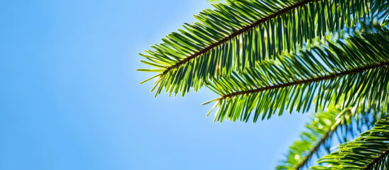 Wall Mural - close up of norfolk island pine leaves against the sky. with copy space image. place for adding text