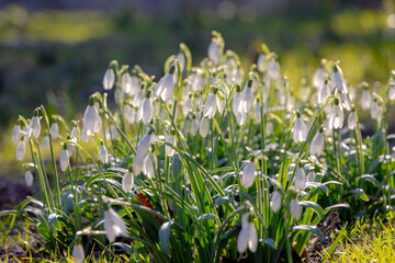 Sticker - Selective focus of small white flowers in the garden, Galanthus nivalis growing on the ground, Snowdrop is the best known and most widespread of the 20 species in its genus, Natural flora background.