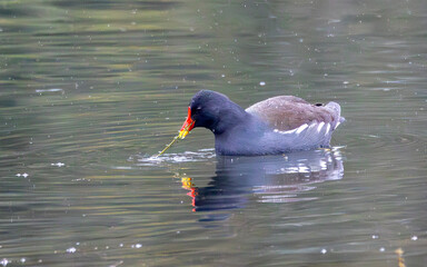 Wall Mural - British wild bird, moorhen on a lake..