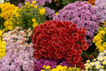 Aufkleber - Vibrant display of colorful flowers in a garden during the autumn season