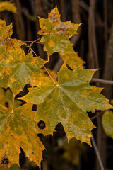 Poster - Colorful autumn maple leaves showcasing vibrant shades of yellow and green in a natural setting