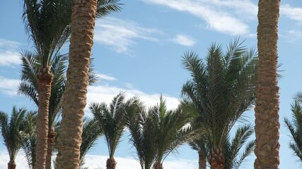 Poster - Lush palm trees stand tall against a bright blue sky, evoking a serene tropical ambiance