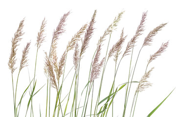 Naklejka na meble Delicate Pampas Grass Stems Blowing in the Gentle Breeze Against a Clear Sky