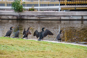 Wall Mural - cormorants at the pond