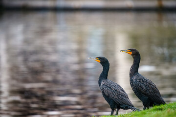 Wall Mural - cormorants at the pond
