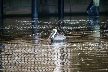 Wall Mural - Pelican swimming in a pond