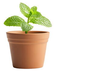 Wall Mural - Small plant is in a brown pot, isolated