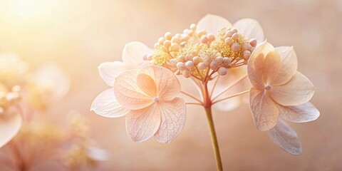 Wall Mural - Pastel Flower Blossom in Soft Sunlight, Delicate Petals and Seed Pods, Gentle Warm Light, Nature's Tranquil Beauty
