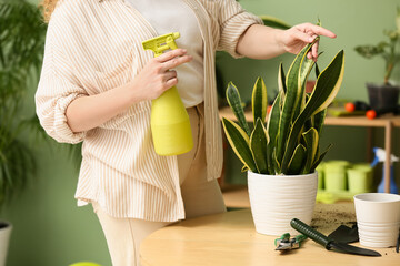 Wall Mural - Pretty young woman spraying water on sansevieria plant near table at home, closeup