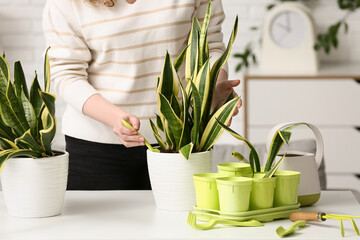 Wall Mural - Pretty young woman transplanting sansevieria plant at home