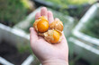 © Champ - Cape gooseberry (Physalis peruviana) on hand