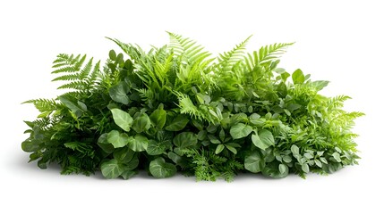 Poster - Lush and Vibrant Green Fern Plant with Delicate Fronds Isolated on a Clean White Background  Elegant Botanical Decor or Wallpaper Design