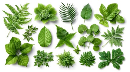 Poster - vibrant collection of fresh green leaves from various tree species isolated on a clean white backgro