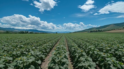 Wall Mural - Vast Sunflower Field Under a Summer Sky