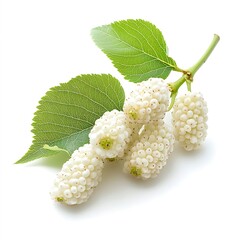 Wall Mural - White mulberry branches on white background. Flat lay, top view