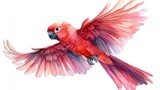 Pink parrot watercolor painting, wings spread, flight, isolated, design