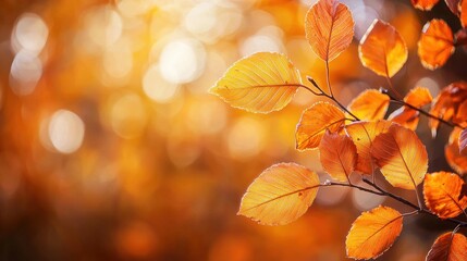 Wall Mural - Glowing autumn leaves illuminated by soft sunlight