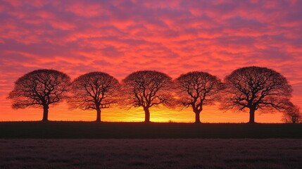 Wall Mural - Sunrise silhouettes, four trees, field, vibrant sky