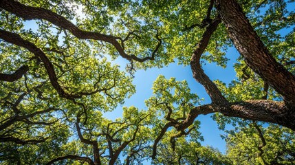 Wall Mural - Low angle view of large oak trees with lush green leaves against a bright blue sky.