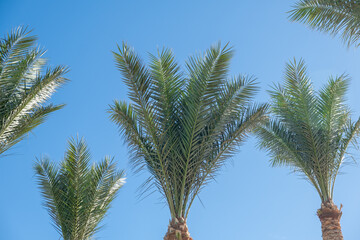 Aufkleber - Lush green palm trees reach towards the clear blue sky in a serene tropical setting during midday