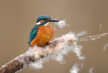 Wall Mural - European Kingfisher ( Alcedo atthis ) close up