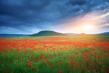 Wall Mural - Nature labdscape composition of poppy field at night and heavy cloudy sky.