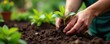 © Rachanon - Close-up of hands planting seedlings in florist's workshop, texture, florist