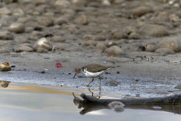 Wall Mural - Common sand piper on the beach