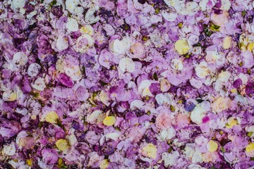 Canvas Print - Vibrant and colorful floral background with purple and yellow petals, perfect for spring themed designs, invitations, or wellness related projects