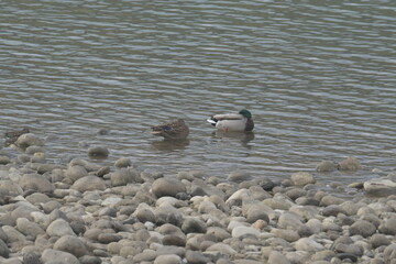 Wall Mural - Mallard swiming