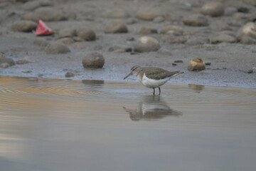 Wall Mural - Common sand piper on the beach