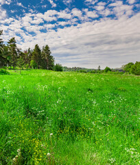 Wall Mural - field of green grass with a few trees in the background