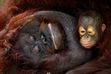 Wall Mural - Bornean Orangutan ( Pongo Pygmaeus )