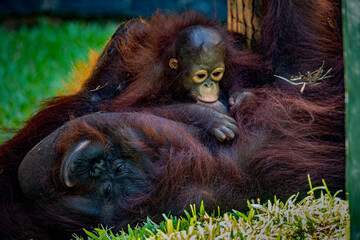 Wall Mural - Bornean Orangutan ( Pongo Pygmaeus )