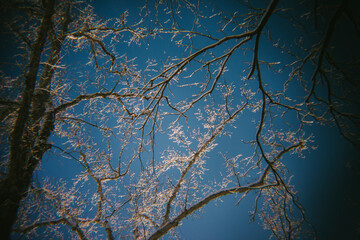 Wall Mural - Freshly Fallen Snow Sits on the Trees