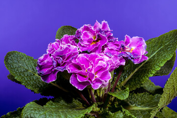 Wall Mural - Pink Primula Flowers on blue background