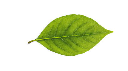 Wall Mural - Single green leaf isolated on white