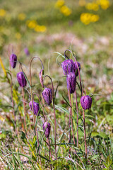 Wall Mural - Fritillaria meleagris wildflowers flowering on a meadow