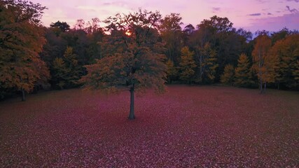Poster - Serene Autumn Glade