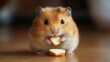 © Pure Imagination - Adorable Brown Hamster Eating a Snack