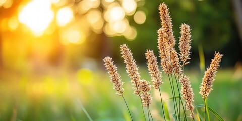 Poster - Beautiful Blades of Grass in Warm Sunset Light Over Nature Background