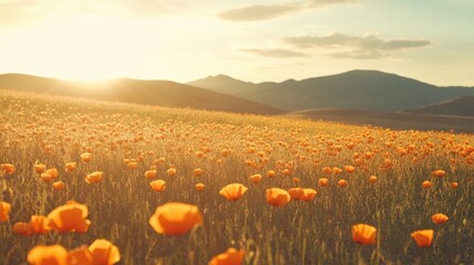 Wall Mural - Golden Hour Poppy Field Landscape Photography