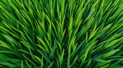 Poster - Lush Green Grass Blade Texture Close-Up with Natural Patterns