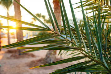 Wall Mural - sunlight filters through palm leaves in a tropical setting during golden hour