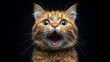 © EKOGUN - Close-up ginger cat wide-eyed surprise black background