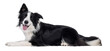 Charismatic typical black and white young adult Border Collie dog, laying down side ways. Looking straight to camera with mouth open smiling. Isolated cutout on a transparent background