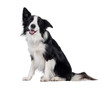 © Nynke - Charismatic typical black and white young adult Border Collie dog, sitting up side ways. Looking happy straight to camera with mouth open panting. Isolated cutout on a transparent background