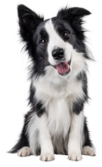 Poster - Charismatic typical black and white young adult Border Collie dog, sitting up facing front. Looking straight to camera with mouth open. Isolated cutout on a transparent background