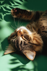 Poster - Long-haired cat rolling on its back in a sun-spot, paws in the air, enjoying the gentle heat on a