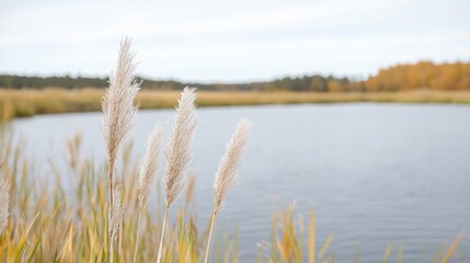  Autumn reeds by a lake (1)